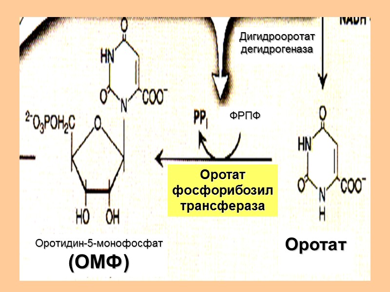 Дигидрооротат дегидрогеназа Оротидин-5-монофосфат (ОМФ) Оротат Оротат фосфорибозил трансфераза ФРПФ